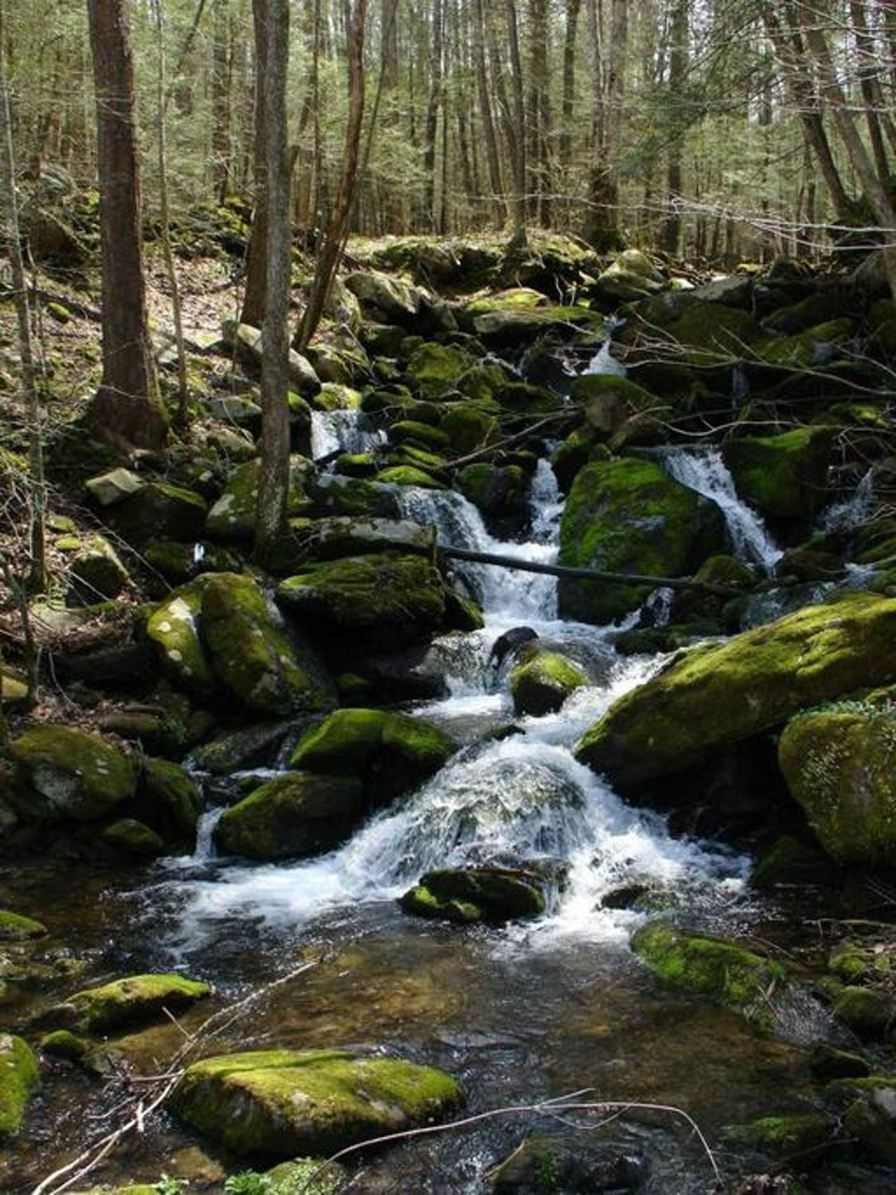Peace, Serenity & Relaxation In The Smokies! Gatlinburg Exteriör bild