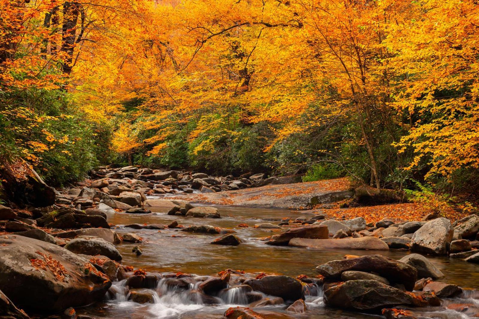 Peace, Serenity & Relaxation In The Smokies! Gatlinburg Exteriör bild